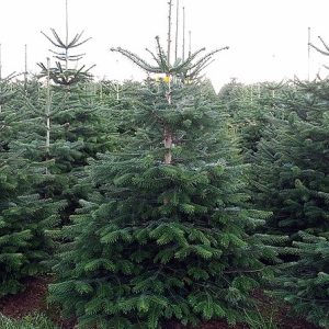 Nordmanntannen auf der Christbaumkultur